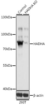 Anti-HADHA Antibody [KO Validated] (CAB5346)