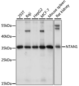Anti-NTAN1 Antibody (CAB15562)