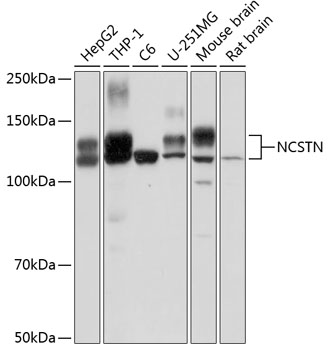 Anti-NCSTN Antibody (CAB0128)