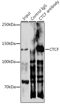 Anti-CTCF Antibody [KO Validated] (CAB18627)