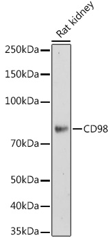 Anti-CD98 Antibody [KO Validated] (CAB19880)