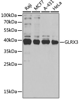 Anti-GLRX3 Antibody (CAB5892)