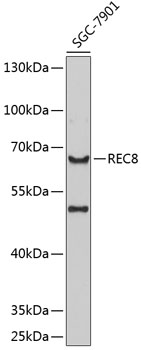 Anti-REC8 Polyclonal Antibody (CAB8660)