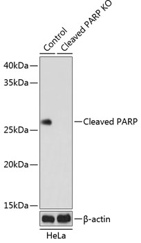 Anti-Cleaved PARP p25 Antibody [KO Validated] (CAB19612)