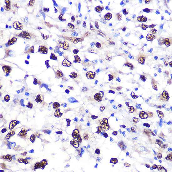 Anti-NCL Antibody (CAB5904)
