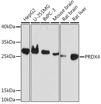 Anti-PRDX4 Antibody (CAB18308)