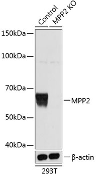 Anti-MPP2 Antibody [KO Validated] (CAB19909)