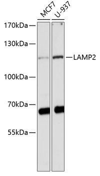 Anti-LAMP2 Antibody (CAB1961)