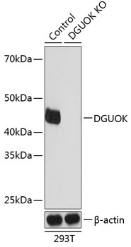 Anti-DGUOK Antibody [KO Validated] (CAB19926)