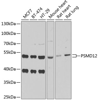 Anti-PSMD12 Antibody (CAB6708)