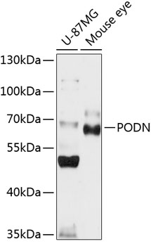 Anti-PODN Antibody (CAB14309)