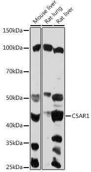 Anti-C5AR1 Antibody (CAB1900)