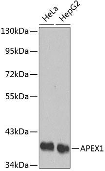 Anti-APEX1 Antibody (CAB1117)