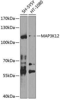 Anti-MAP3K12 Polyclonal Antibody (CAB8464)