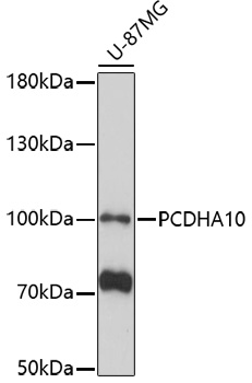 Anti-PCDHA10 Antibody (CAB17185)