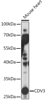 Anti-CDV3 Antibody (CAB18472)