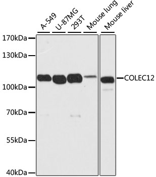 Anti-COLEC12 Antibody (CAB10422)