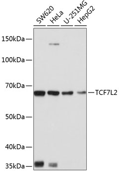 Anti-TCF7L2 Antibody (CAB19548)