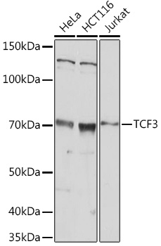 Anti-TCF3 Antibody (CAB20013)