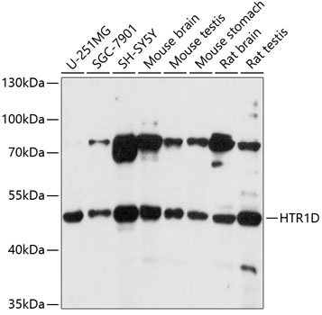 Anti-HTR1D Antibody (CAB1726)