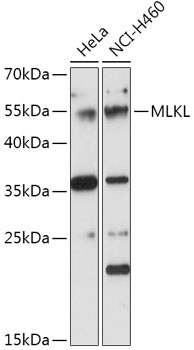 Anti-MLKL Antibody (CAB17312)