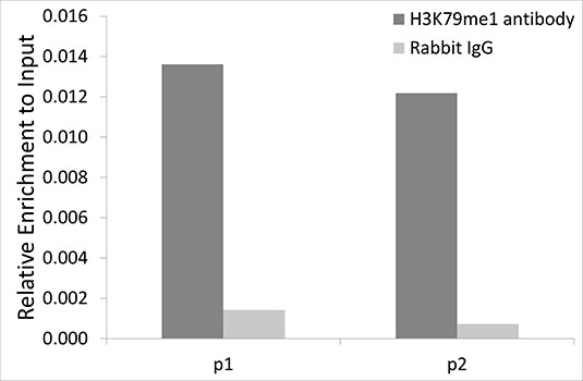 Anti-MonoMethyl-Histone H3-K79 Antibody (CAB2367)