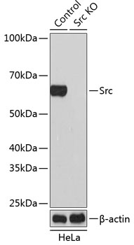 Anti-Src Antibody [KO Validated] (CAB19119)