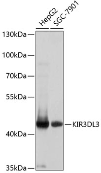 Anti-KIR3DL3 Antibody (CAB10064)