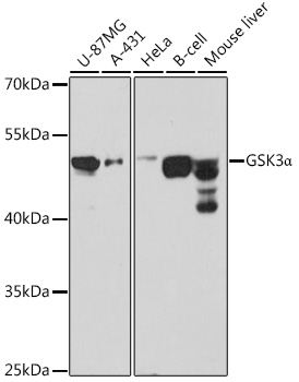 Anti-GSK3Alpha Antibody (CAB0645)