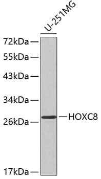 Anti-HOXC8 Antibody (CAB2975)