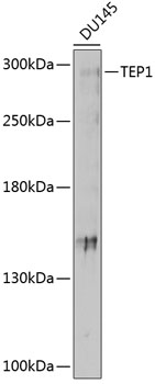 Anti-TEP1 Polyclonal Antibody (CAB9844)