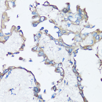 Anti-SRC Antibody (CAB11707)