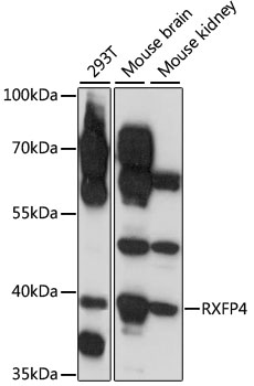 Anti-RXFP4 Antibody (CAB15978)