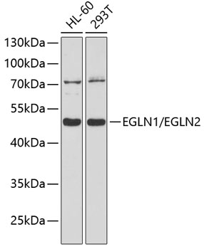 Anti-EGLN1/EGLN2 Antibody (CAB10342)