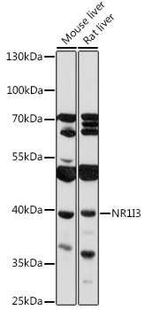 Anti-NR1I3 Antibody (CAB17066)