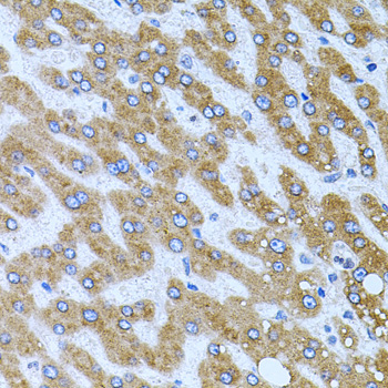 Anti-CPM Antibody (CAB6565)