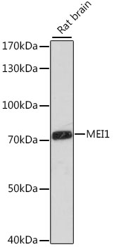 Anti-MEI1 Antibody (CAB16172)