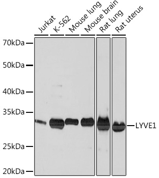 Anti-LYVE1 Antibody (CAB4352)