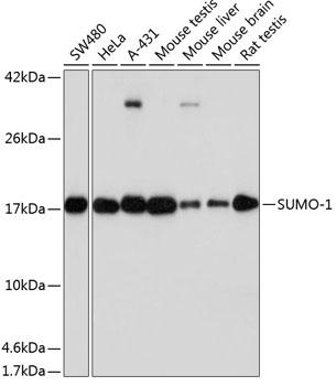 Anti-SUMO1 Antibody (CAB19121)