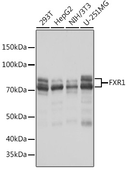 Anti-FXR1 Antibody (CAB8697)