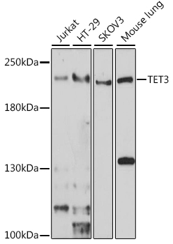 Anti-TET3 Antibody (CAB7612)