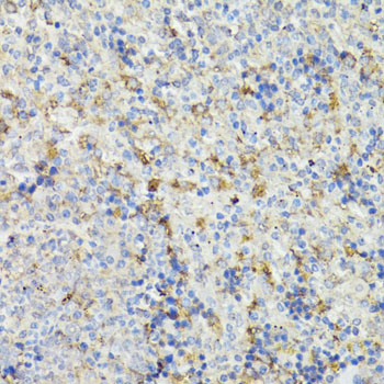 Anti-CHGA Antibody (CAB1668)