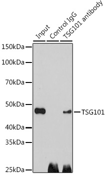 Anti-TSG101 Antibody (CAB1692)