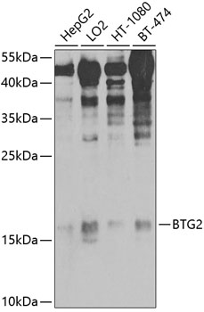 Anti-Protein BTG2 Polyclonal Antibody (CAB9848)