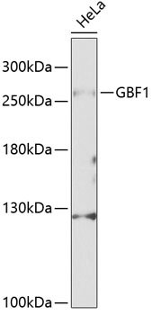 Anti-GBF1 Antibody (CAB12539)