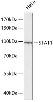 Anti-STAT1 Antibody (CAB12075)