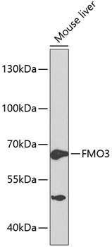 Anti-FMO3 Antibody (CAB1901)