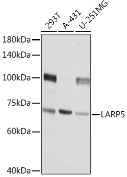 Anti-LARP5 Antibody (CAB13077)