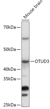 Anti-OTUD3 Antibody (CAB17335)