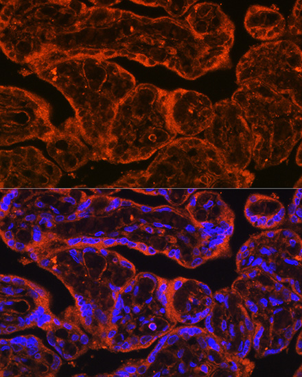 Anti-FSTL1 Antibody (CAB15789)